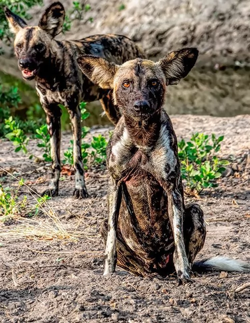 Zuid-Tanzania: fly in-safari in Nyerere en Ruaha