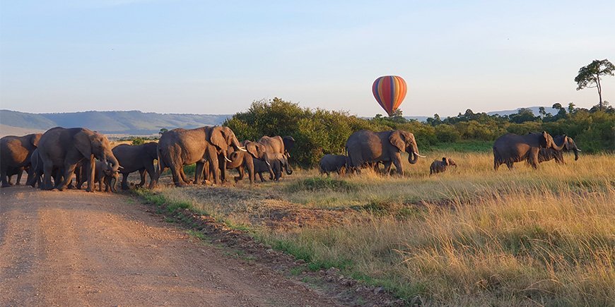 Olifanten lopen in een rij in Kenia