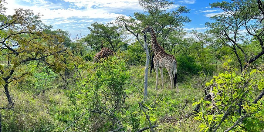 Giraffe in het Kruger National Park in november