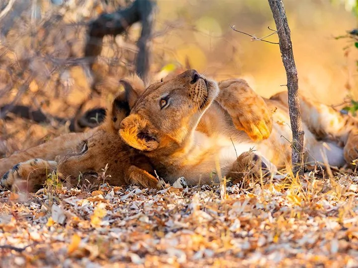 Zuid-Tanzania: fly in-safari in Nyerere en Ruaha