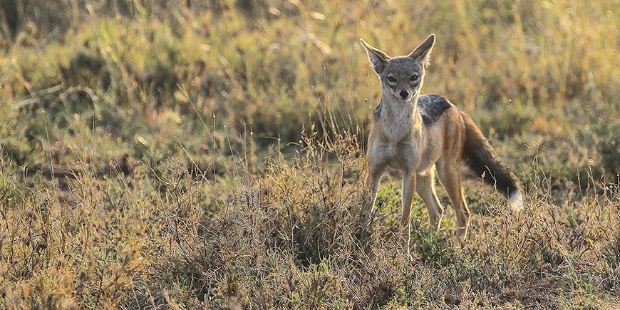 Jakhals in Tanzania in april