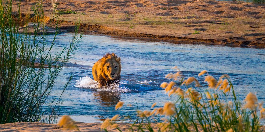 Leeuw in de rivier in het Kruger National Park in Zuid-Afrika