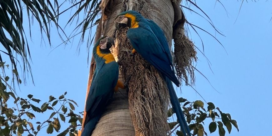 Ara's in een boom in Pantanal