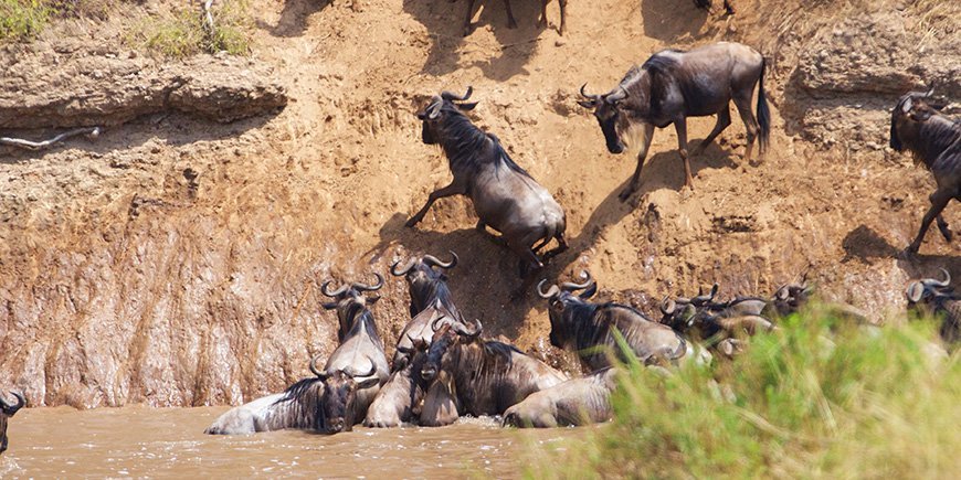 Oversteek van de Mara rivier in juli