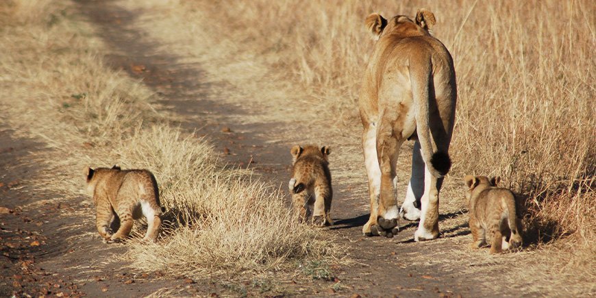 Leeuwen in de Masai Mara in oktober