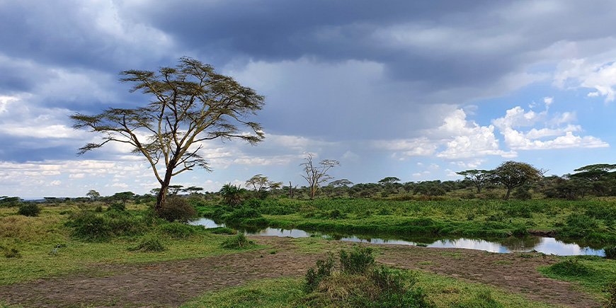 Bewolkte dag op de Serengeti in december