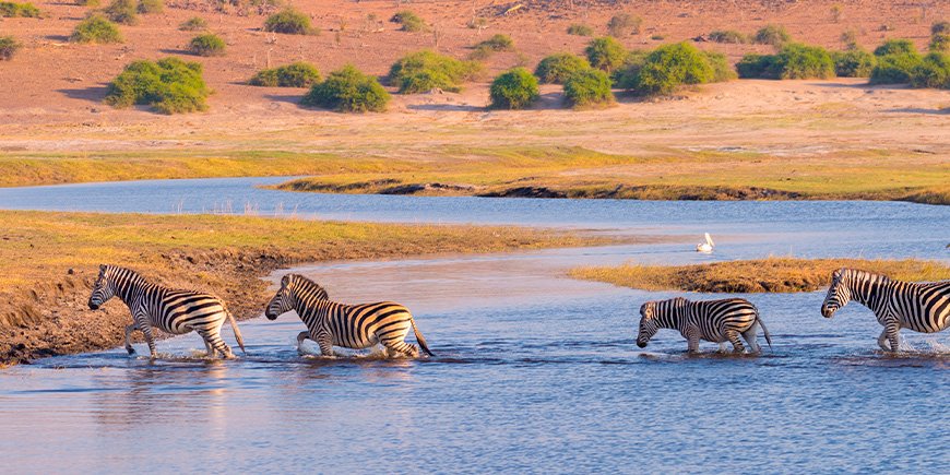 Zebra's op de Chobe-rivier in Botswana