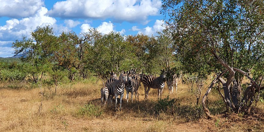 Zebra's in Kruger in februari/maart