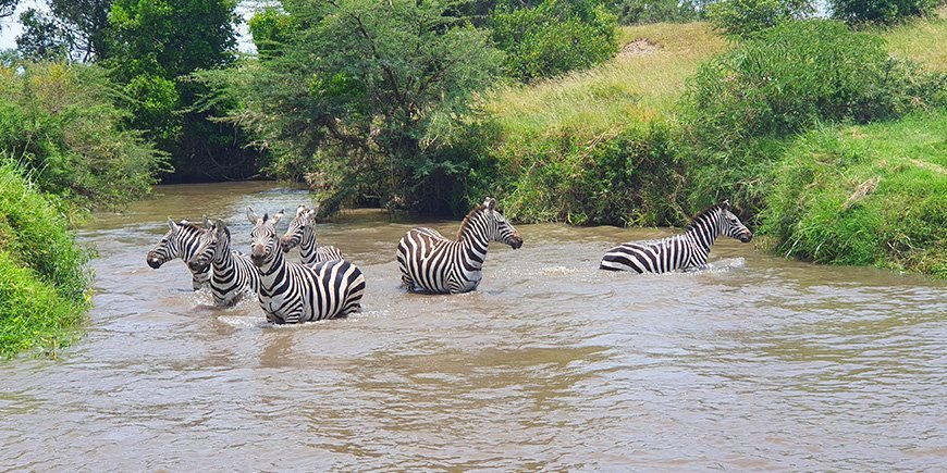 Zebra's in een rivier in Afrika