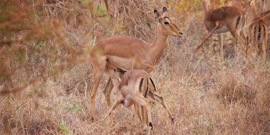 Babydieren in het Krugerpark