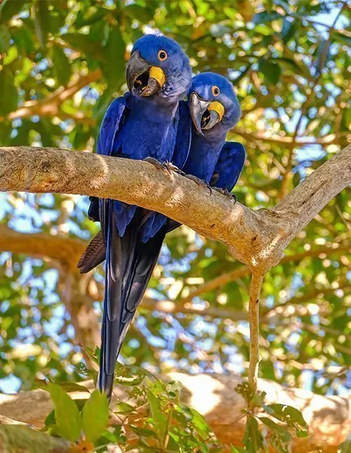 Natuur en wildlife van Brazilië