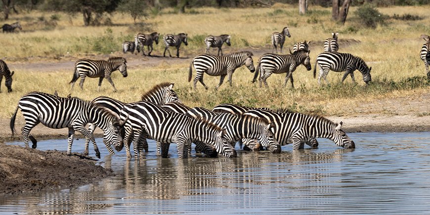 Droog seizoen in Tarangire, Tanzania