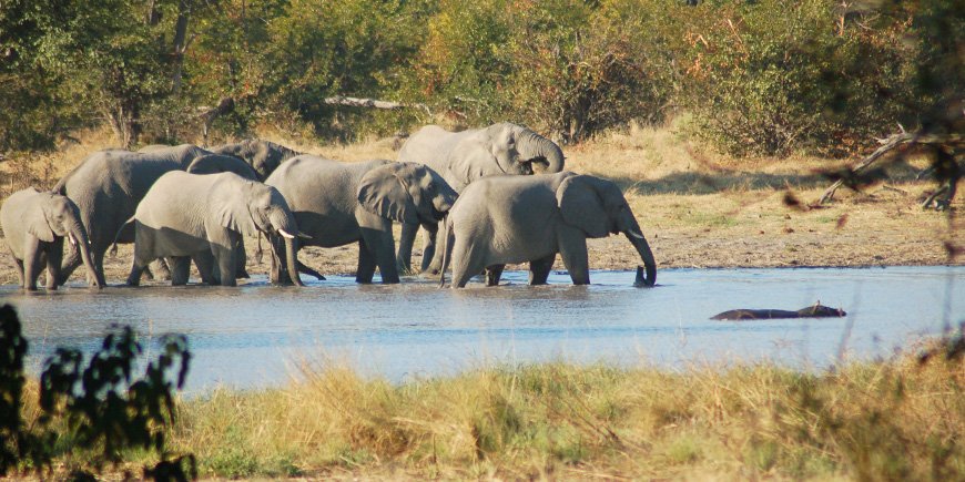 Olifanten in de Okavango Delta in juni