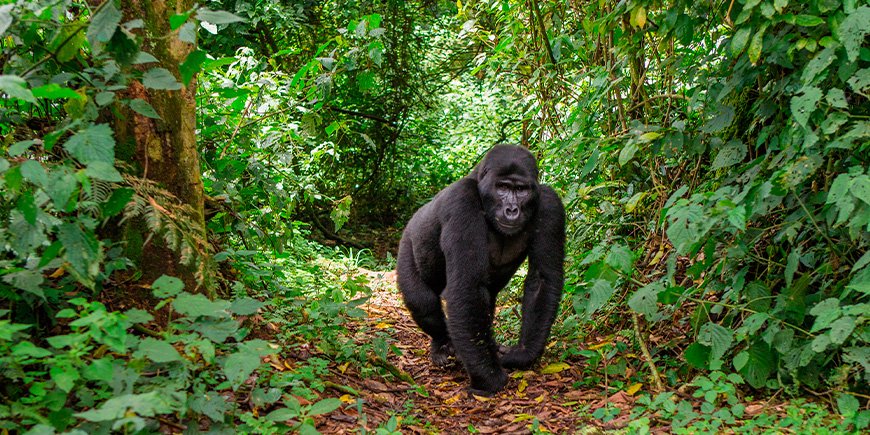 Gorilla's lopen op een pad in Bwindi, Oeganda