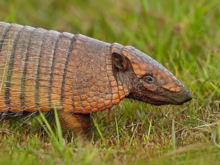 Natuur en wildlife van Brazilië