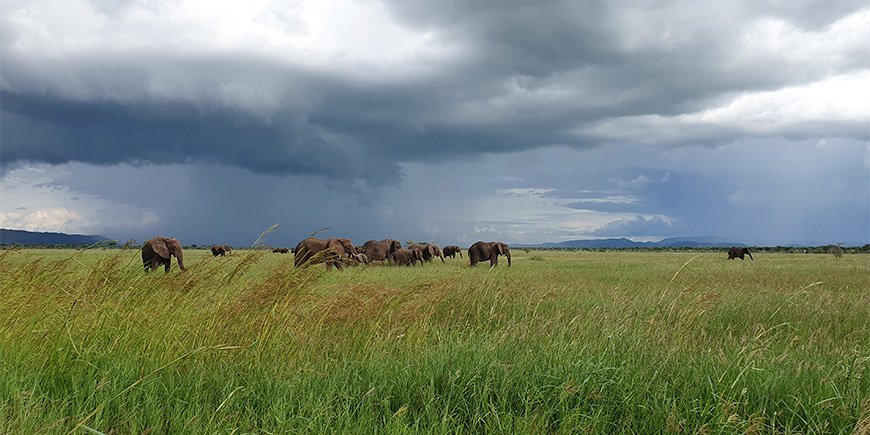 Regenseizoen in de Serengeti