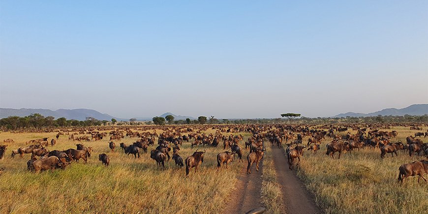 De Grote Trek op de Serengeti in Tanzania