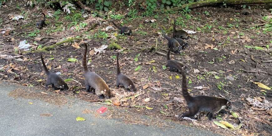 dieren op de weg in costa rica