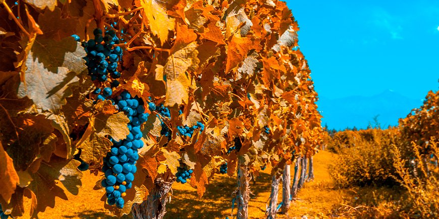 Wijngaarden in herfstkleuren in Mendoza, Argentinië