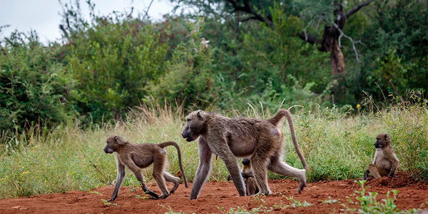 Bavianen wandelen in het Kruger National Park