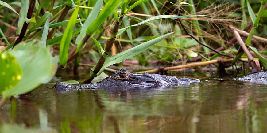 Kaaimannen in een rivier in de Pantanal, Brazilië