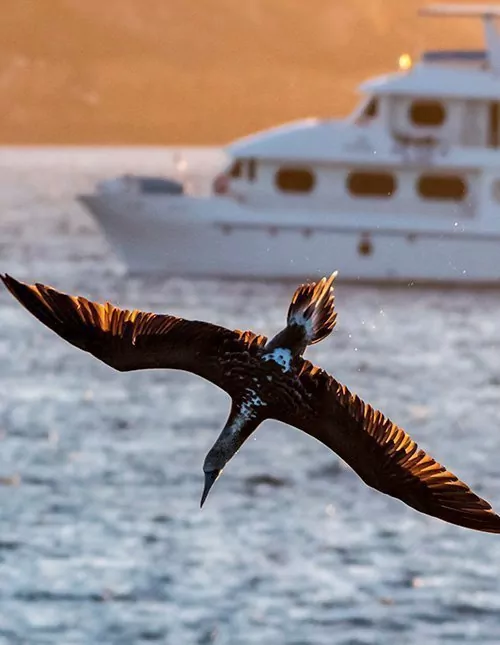 Hoogtepunten van Ecuador met Galapagos-cruise