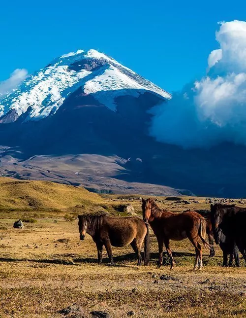 Hoogtepunten van Ecuador met eilandhoppen op Galapagos