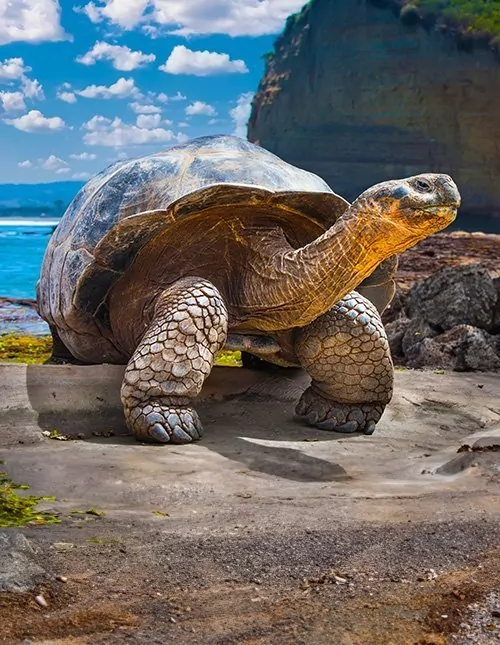 Een vleugje Ecuador met eilandhoppen op Galapagos