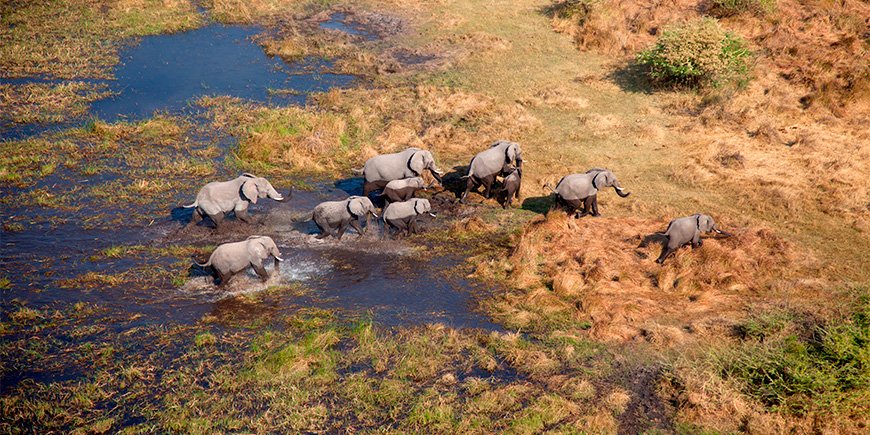 Wandelende olifanten in de Okavango Delta