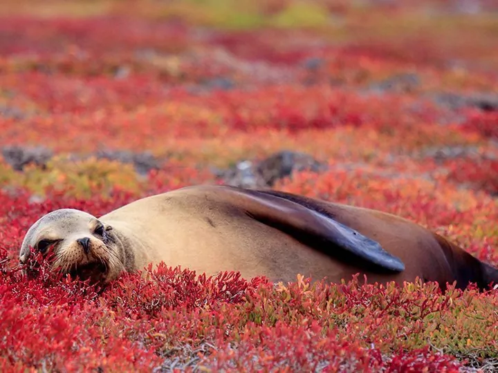 Ecuador met de Amazone & eilandhoppen op Galapagos