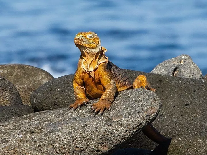 Hoogtepunten van Ecuador met eilandhoppen op Galapagos