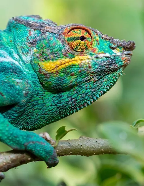 Hoogtepunten van Madagaskar & strandvakantie in Anakao