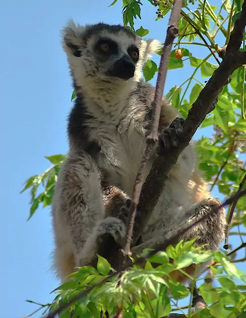 Natuur, cultuur en maki's in Madagaskar