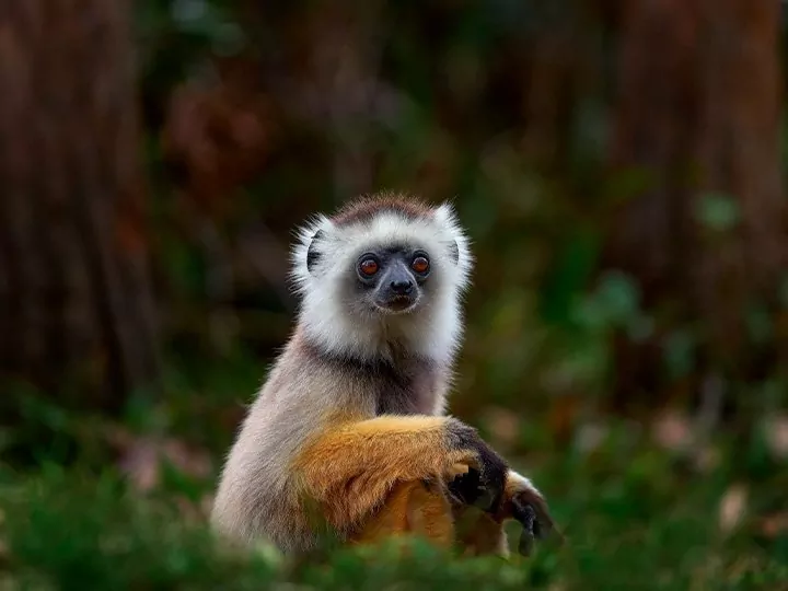 Hoogtepunten van Madagaskar & strandvakantie in Anakao