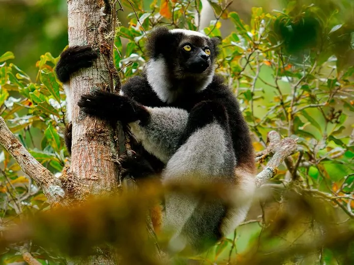 Kenia, Madagaskar & strandvakantie op Mauritius