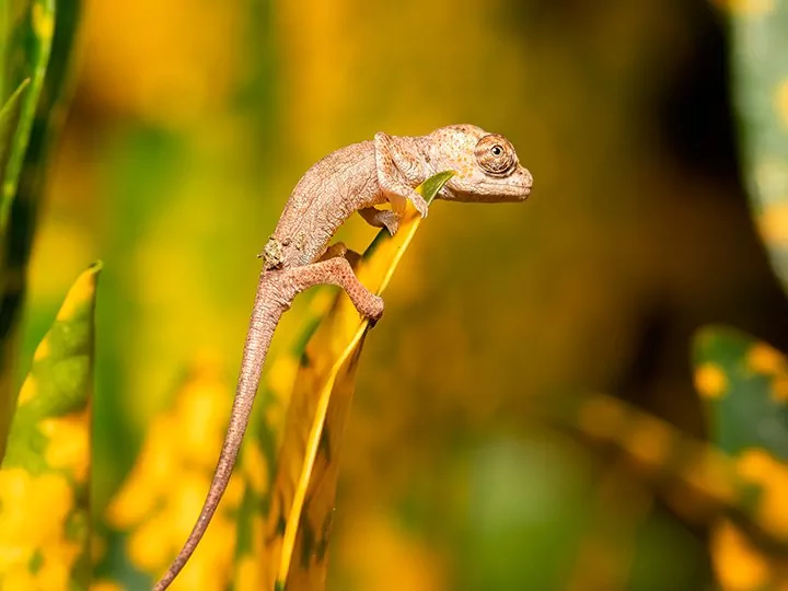 Natuur, cultuur en maki's in Madagaskar