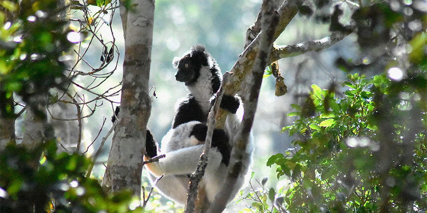 Indri-lemur in een boom in Madagaskar