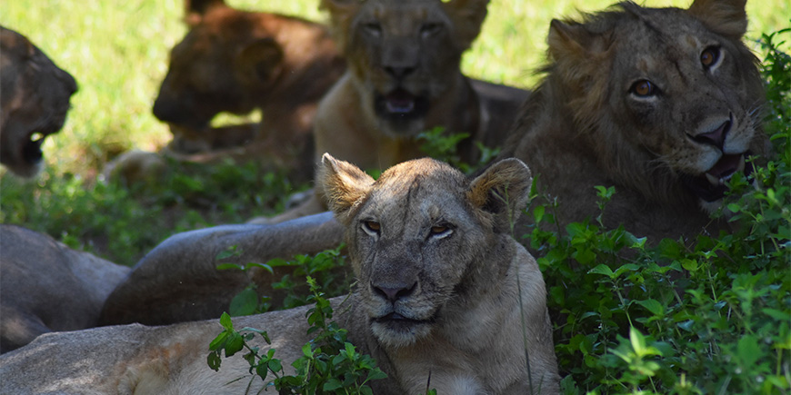 Troepen leeuwen in Ruaha in het zuiden van Tanzania