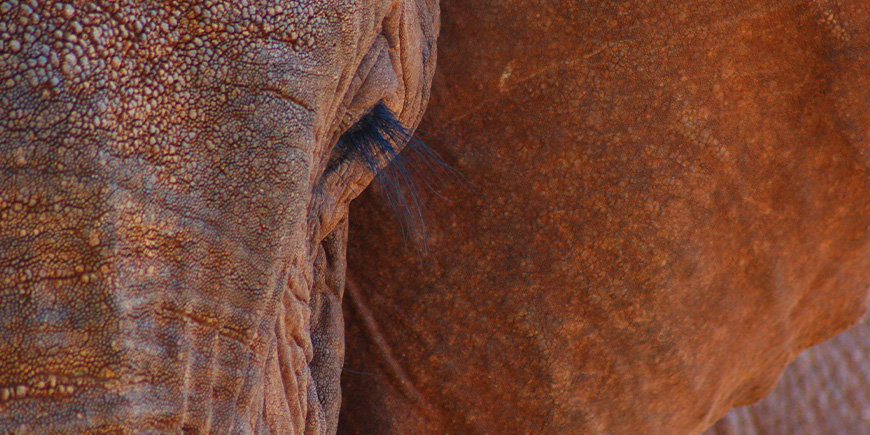 Een olifant van dichtbij in Tsavo, Kenia