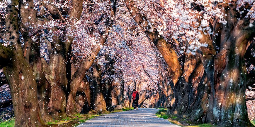 Kersenbloesem in Kyoto, Japan