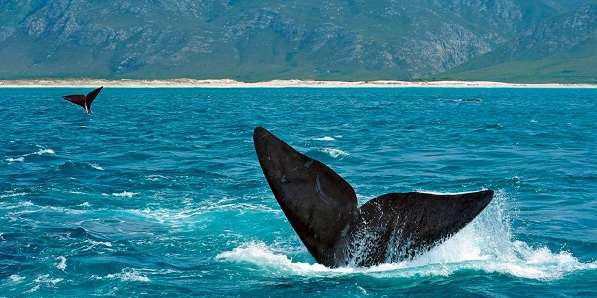 Zuidkapers voor de kust van Hermanus in Zuid-Afrika