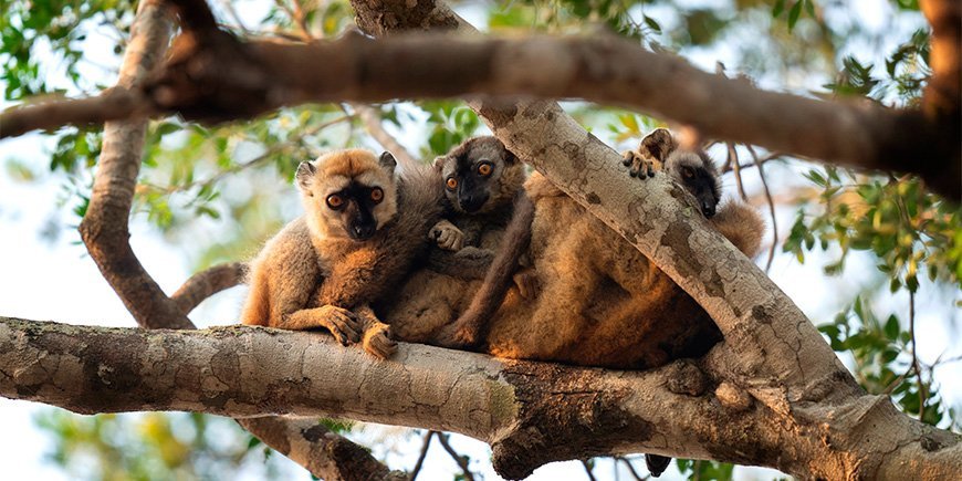 Een groep bruine lemuren in het bos in Madagaskar