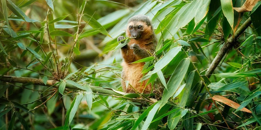 Bamboe maki zittend in een boom in Ranomafana Nationaal Park