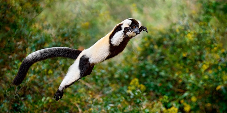 Zwart-wit harige maki springt tussen bomen in Madagaskar