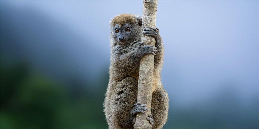 Bamboe maki zittend in een boom in Ranomafana Nationaal Park