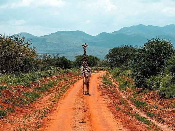 Safari in Kenia & strandvakantie op Mauritius