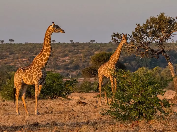 Safari in Zuid-Afrika & maki's in Madagaskar