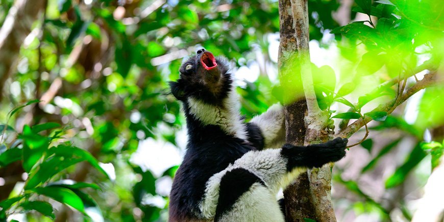 Indri maki zingend in de bomen in Madagaskar