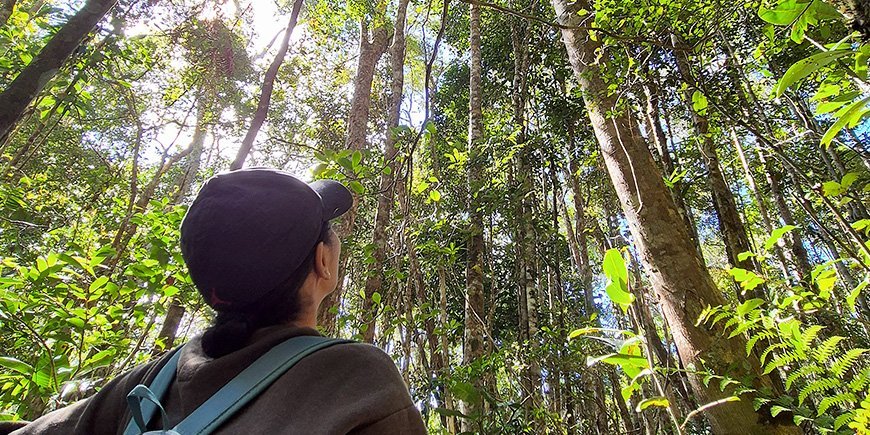 Vrouw zoekt lemuren in de bomen in Madagaskar