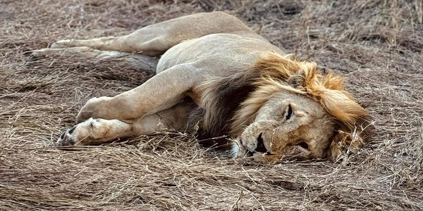 Mannelijke leeuw ligt te luieren op de Serengeti